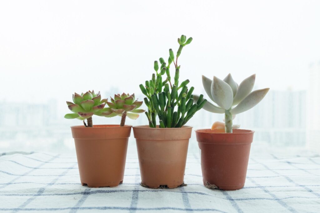 植木鉢