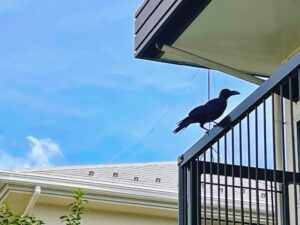 カラス駆除