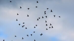 鳩の駆除・フン掃除