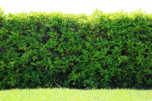 多摩市で生け垣剪定・垣根伐採