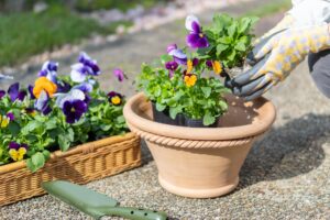 多摩市で鉢の植え替え